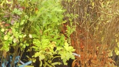 70.000 NUOVE PIANTE PER RIDARE IL SORRISO ALLA PIANURA PADANA