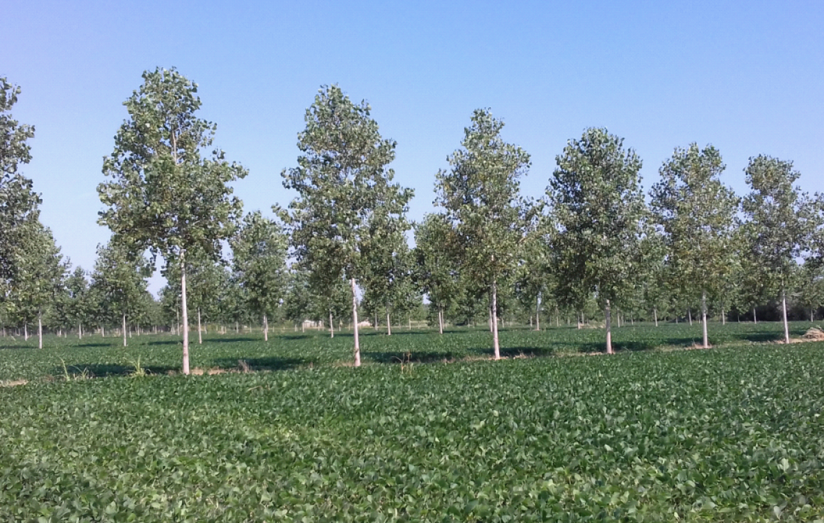 AGRICOLTURA E PIOPPICOLTURA: UN MATRIMONIO CHE S’HA DA FARE