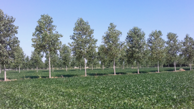 AGRICOLTURA E PIOPPICOLTURA: UN MATRIMONIO CHE S’HA DA FARE