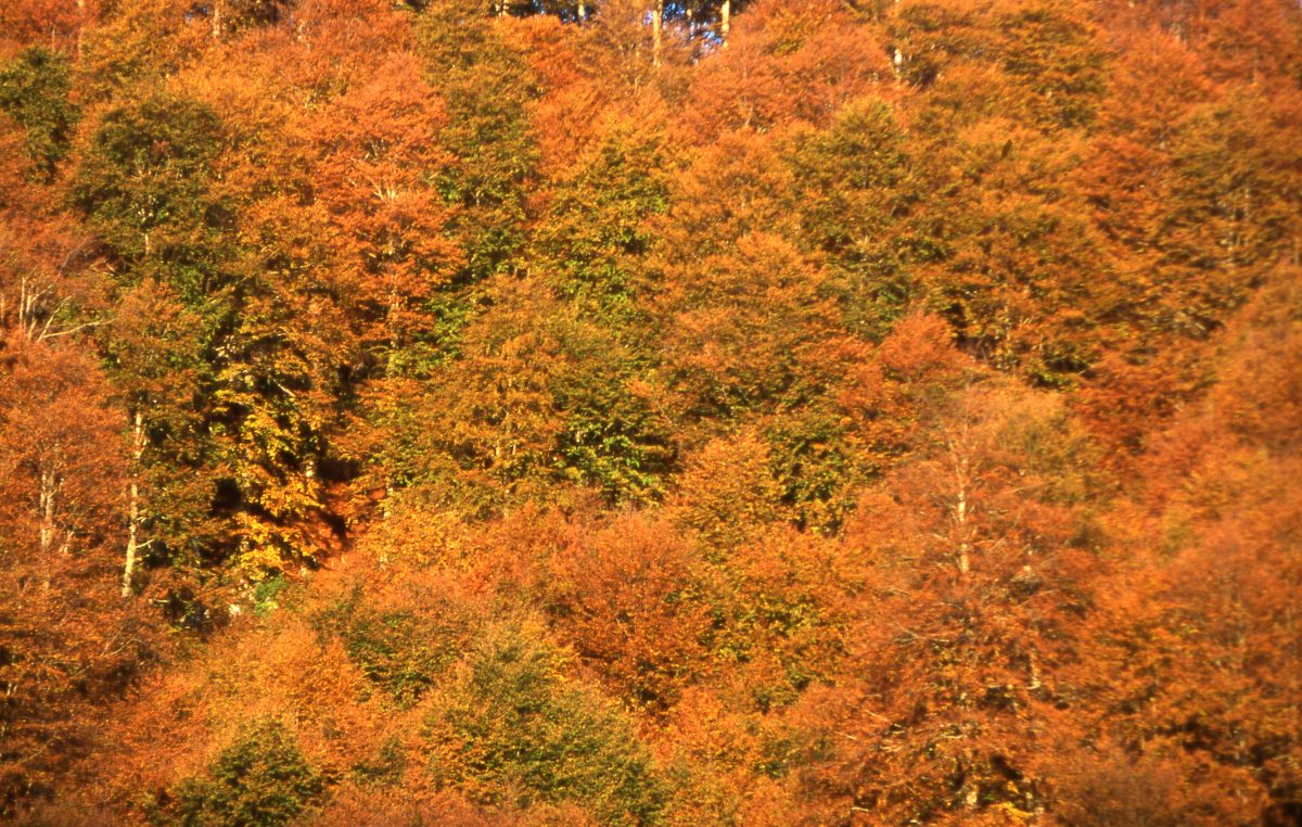 “BIOΔ4” AL TRAGUARDO, IL PROGETTO UE PER LA BIODIVERSITÀ E I “SERVIZI” DELLE FORESTE DELLE ALPI