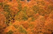 “BIOΔ4” AL TRAGUARDO, IL PROGETTO UE PER LA BIODIVERSITÀ E I “SERVIZI” DELLE FORESTE DELLE ALPI