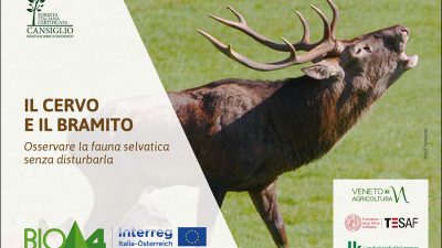 Il cervo e il bramito – Osservare la fauna selvatica senza disturbarla