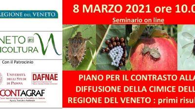 Piano per il contrasto alla diffusione della cimice della Regione del Veneto: primi risultati
