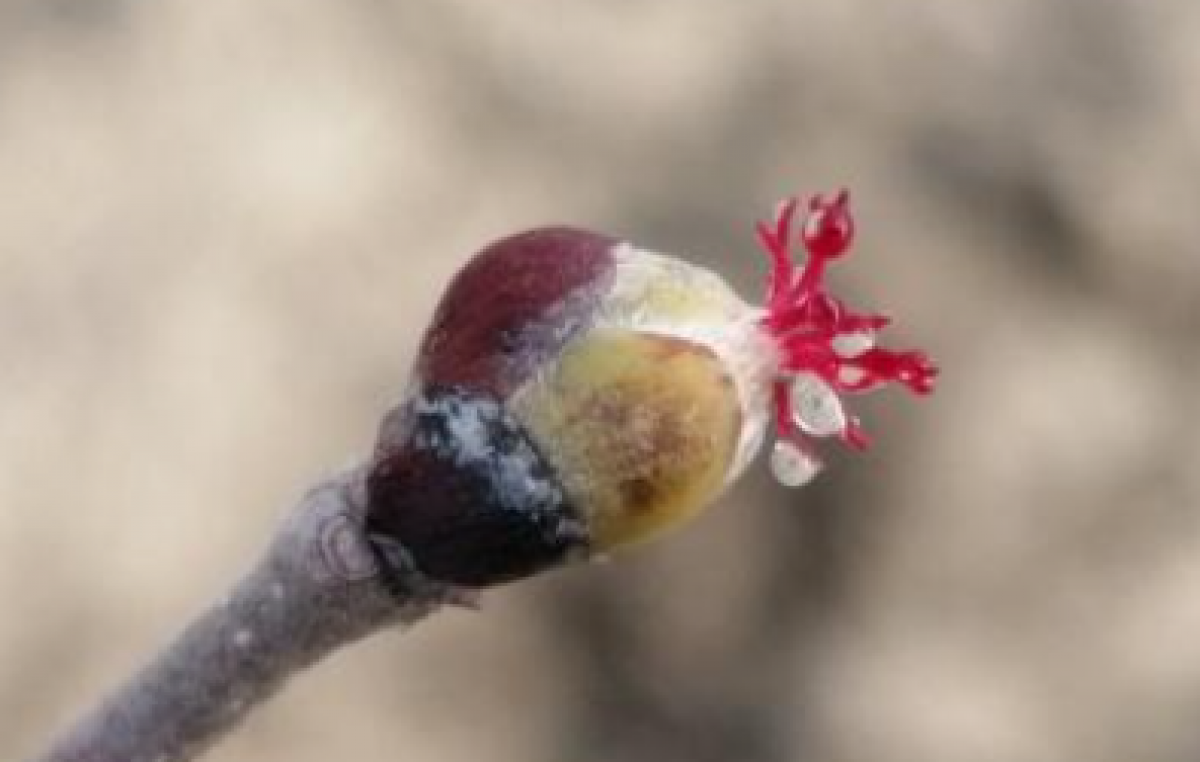 POLESINE: NOCCIOLI SOTTO I RIFLETTORI