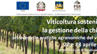 Viticoltura sostenibile: la gestione della chioma attraverso le pratiche agronomiche del vigneto