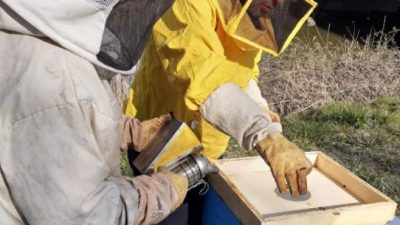 API, SALVAGUARDIA E INNOVAZIONE, ARRIVANO LE ARNIE ELETTRONICHE