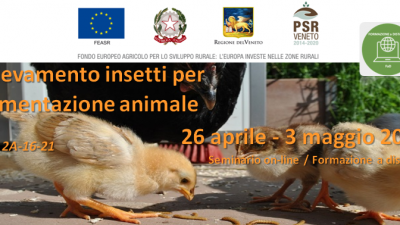 Allevamento insetti per alimentazione animale