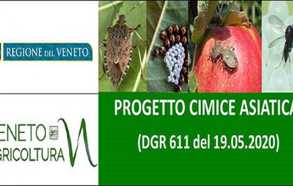 Progetto regionale “Cimice asiatica” – DGR 611 del 19.05.2020