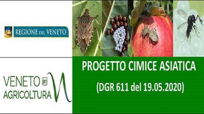 Progetto regionale “Cimice asiatica” – DGR 611 del 19.05.2020