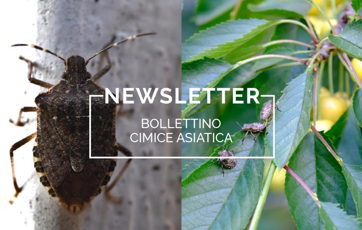 Bollettino Cimice asiatica n°1/2021 del 2.4.21 – UN NUOVO SERVIZIO INFORMATIVO