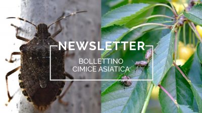 Bollettino Cimice asiatica n°1/2021 del 2.4.21 – UN NUOVO SERVIZIO INFORMATIVO