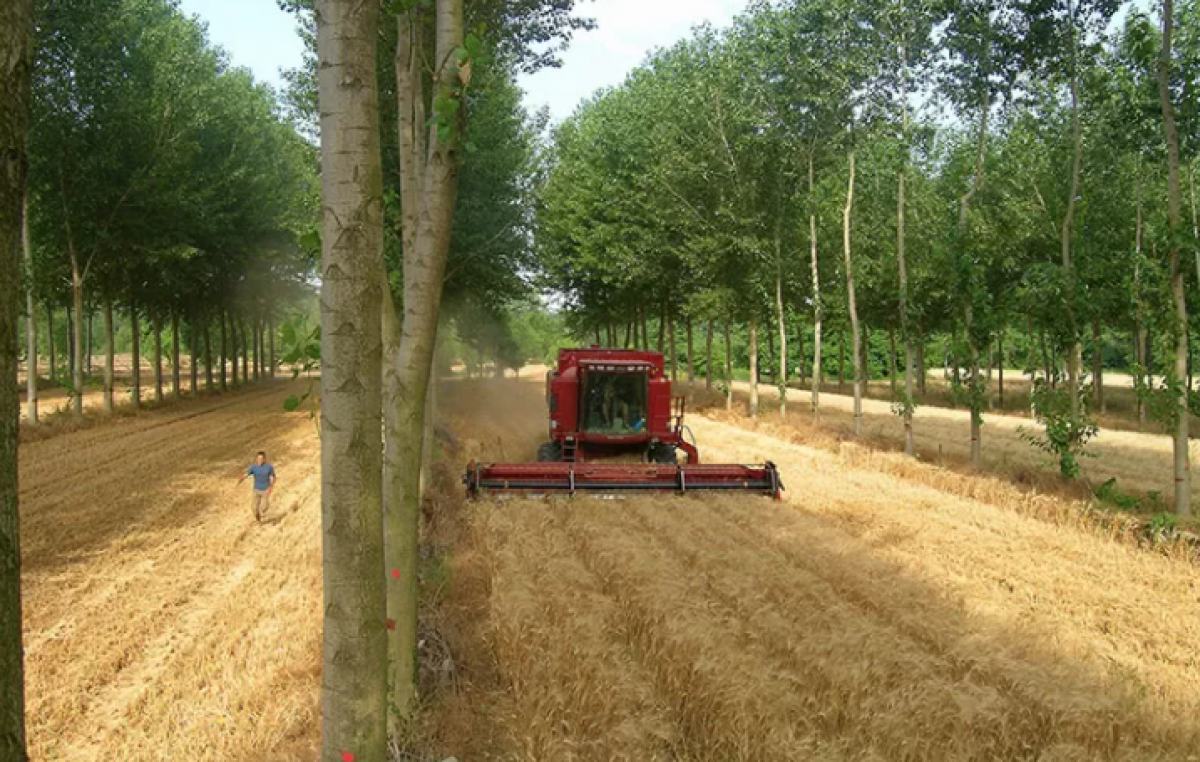 SOSTENIBILITÀ E COESISTENZA TRA COLTURE AGRICOLE, ARBOREE E ZOOTECNIA? C’È “EURAF E AGROFORESTRY 2021”