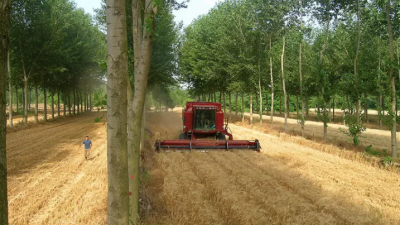 SOSTENIBILITÀ E COESISTENZA TRA COLTURE AGRICOLE, ARBOREE E ZOOTECNIA? C’È “EURAF E AGROFORESTRY 2021”
