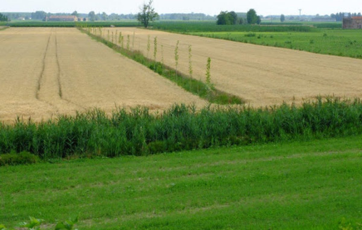 PFAS, ENTRANO IN AZIONE LE COLTURE AGROFORESTALI