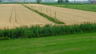 PFAS, ENTRANO IN AZIONE LE COLTURE AGROFORESTALI