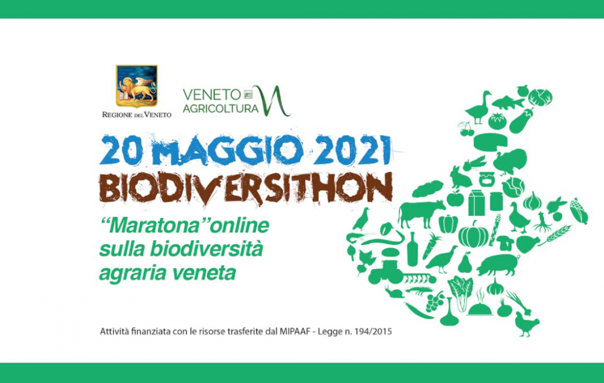 “BIODIVERSITHON 2021”, LA GRANDE MARATONA VENETA PER LA SALVAGUARDIA DELLA BIODIVERSITÀ AGRARIA