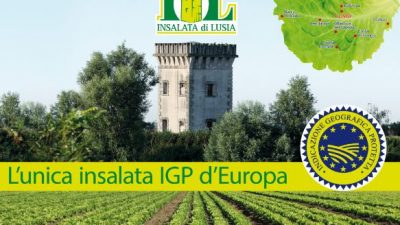 FOCUS SULL’INSALATA DI LUSIA (RO-PD), UNICA LATTUGA EUROPEA IGP