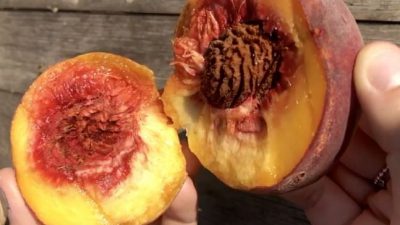 +23,6% PER QUASI 300 MIO/€, BENE LA FRUTTA NEL 2020