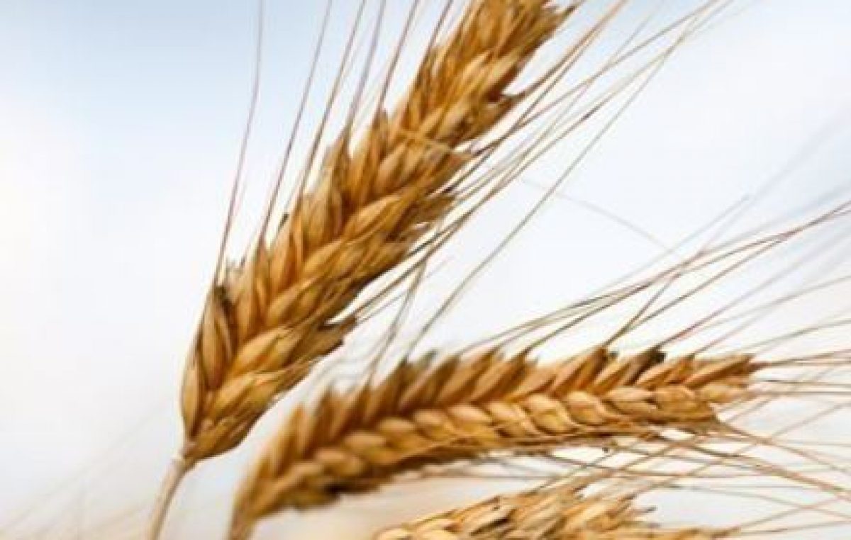 740 MLN/EURO, BENE I CEREALI E LE COLTURE INDUSTRIALI NEL 2020