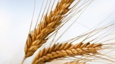740 MLN/EURO, BENE I CEREALI E LE COLTURE INDUSTRIALI NEL 2020