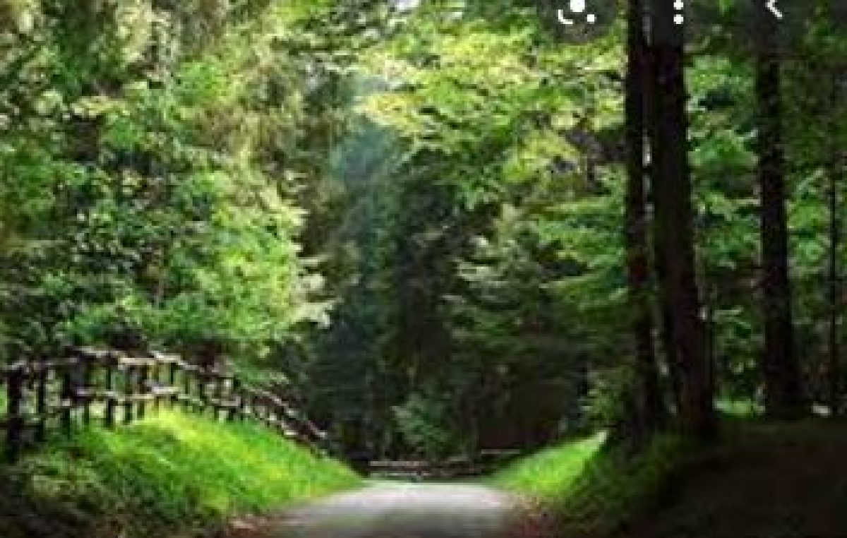 LUNEDI’ 19 LUGLIO: D-DAY SULLE FORESTE DEL VENETO