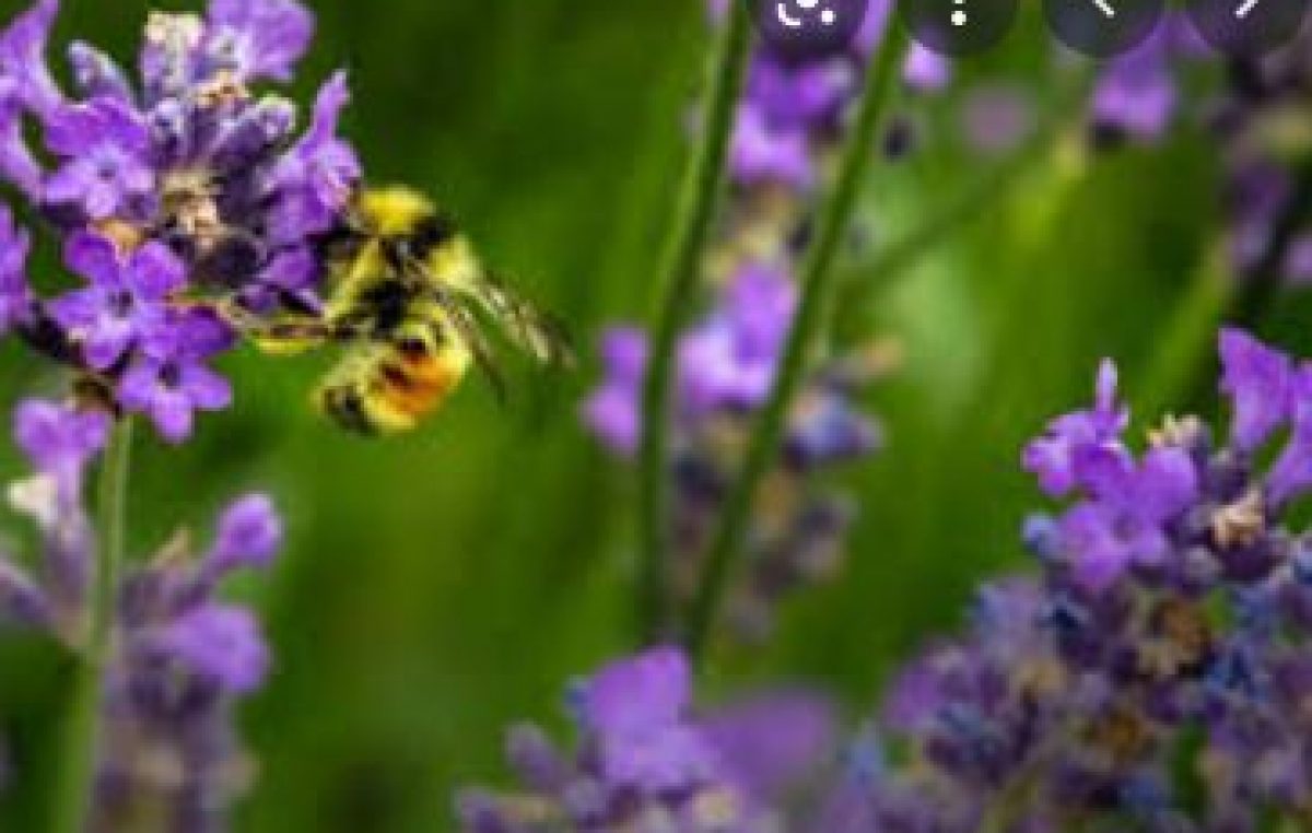 VENETO AGRICOLTURA, POLO DELLA BIODIVERSITA’ REGIONALE