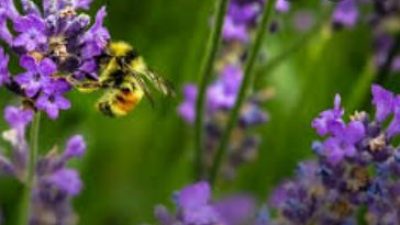 VENETO AGRICOLTURA, POLO DELLA BIODIVERSITA’ REGIONALE