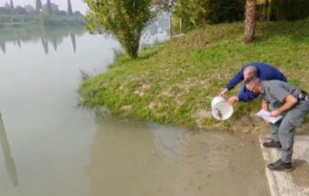 TREVISO: SEMINA DI 22.000 TROTELLE