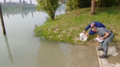 TREVISO: SEMINA DI 22.000 TROTELLE