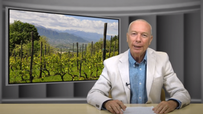 IL VIGNETO VENETO ALLA VIGILIA DELLA VENDEMMIA