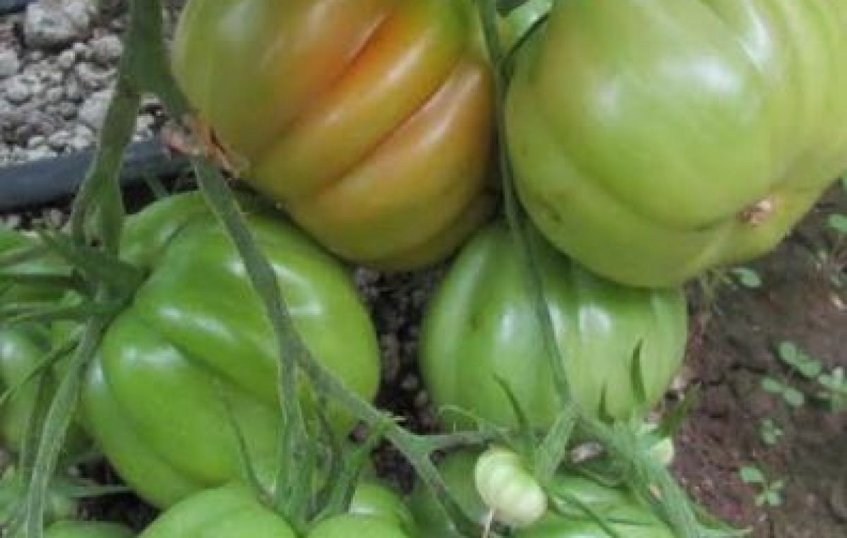 ROSOLINA (RO), AL CENTRO PO DI TRAMONTANA TESTATE 30 VARIETA’ DI POMODORO CUORE DI BUE. IL BIOLOGICO SFONDA