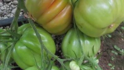 ROSOLINA (RO), AL CENTRO PO DI TRAMONTANA TESTATE 30 VARIETA’ DI POMODORO CUORE DI BUE. IL BIOLOGICO SFONDA