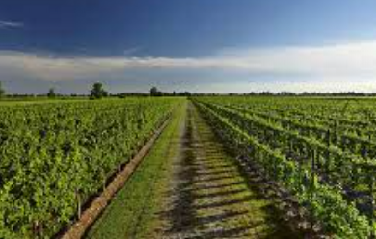 PROSECCO DOC, QUANTITA’ IN CALO, QUALITA’ BUONA. IN VENETO E FRIULI-VENEZIA GIULIA VENDEMMIA POSTICIPATA. IL 31 AGOSTO (ORE 9:30 SU ZOOM) FOCUS SULLE PREVISIONI VENDEMMIALI IN VENETO, PRINCIPALI REGIONI VITIVINICOLE ITALIANE, FRANCIA E SPAGNA