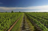 PROSECCO DOC, QUANTITA’ IN CALO, QUALITA’ BUONA. IN VENETO E FRIULI-VENEZIA GIULIA VENDEMMIA POSTICIPATA. IL 31 AGOSTO (ORE 9:30 SU ZOOM) FOCUS SULLE PREVISIONI VENDEMMIALI IN VENETO, PRINCIPALI REGIONI VITIVINICOLE ITALIANE, FRANCIA E SPAGNA