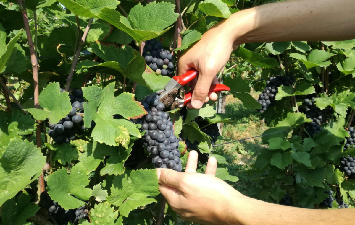 ISCRIZIONI FINO ALLE ORE 16:00 DI OGGI. VENDEMMIA 2021, DOMANI L’ATTESO APPUNTAMENTO SULLE PREVISIONI, NON SOLO A NORD EST