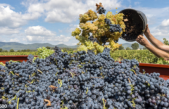 VENDEMMIA 2021: SARÀ BUONA, MA IN CALO…