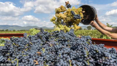 VENDEMMIA 2021: SARÀ BUONA, MA IN CALO…