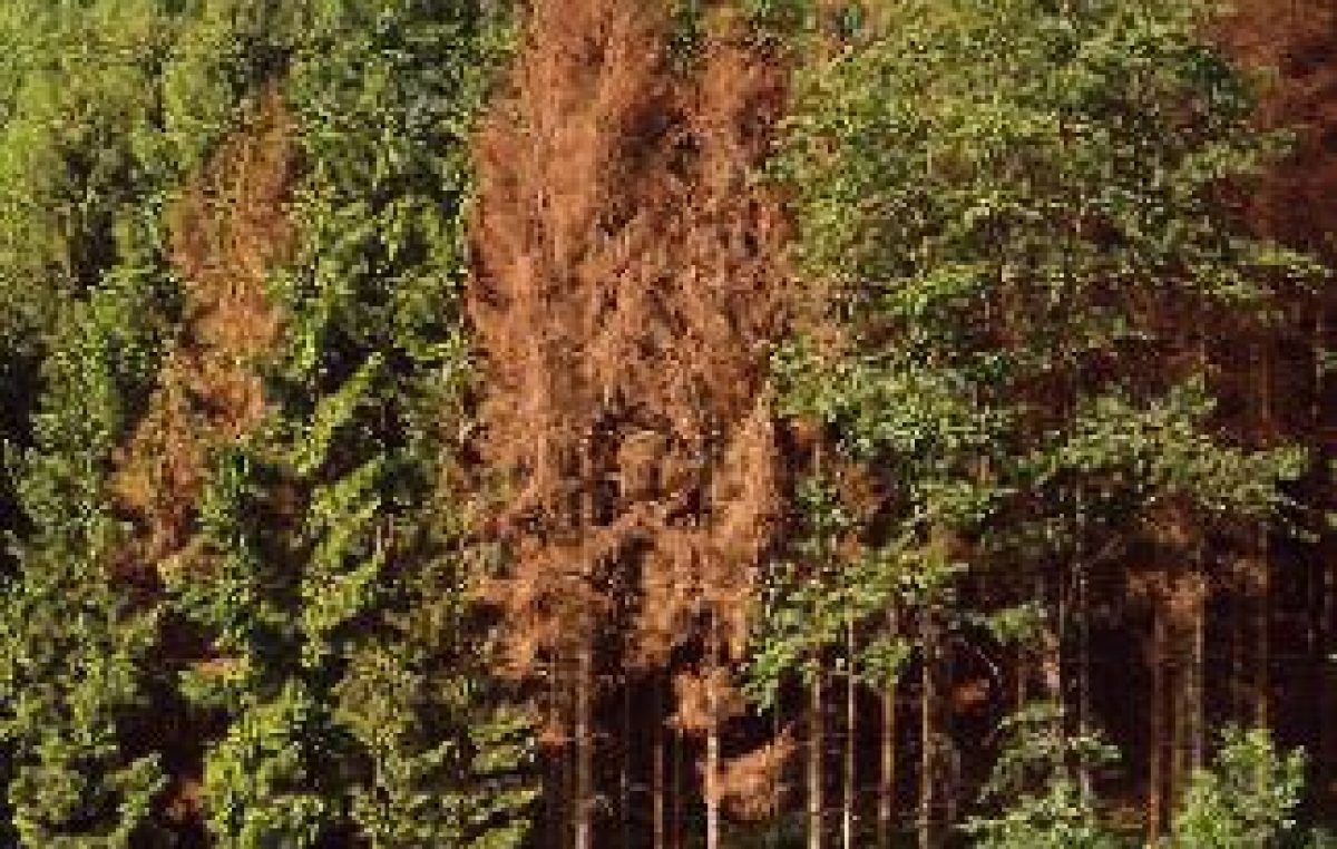 FORESTE VENETE, BOSTRICO: INIZIATIVE CONCRETE PER COMBATTERE LO XILOGAFO