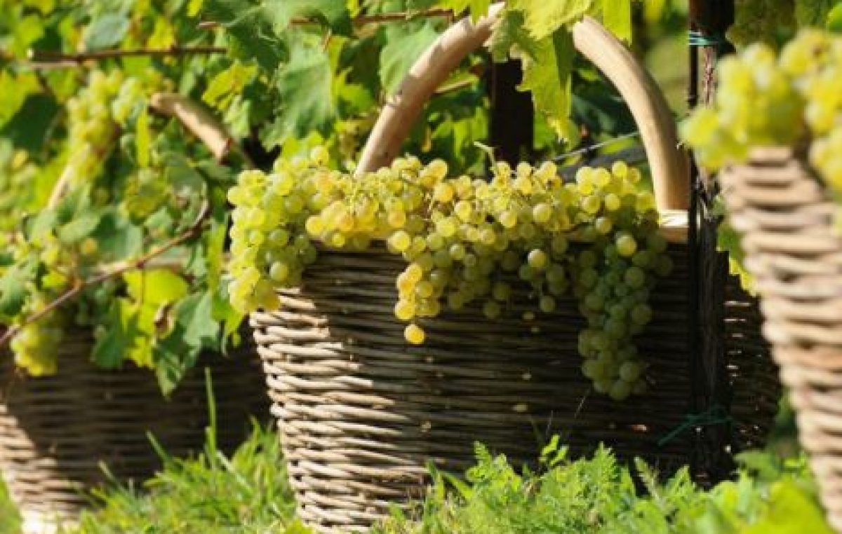 VENDEMMIA 2021: IN CANTINA SI “SCALDANO LE FORBICI”