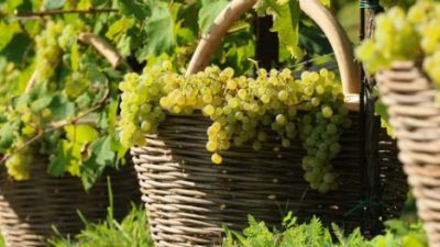 VENDEMMIA 2021: IN CANTINA SI “SCALDANO LE FORBICI”