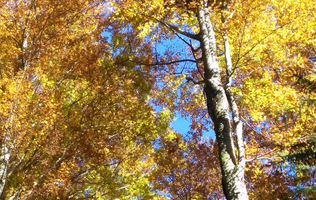SETTEMBRE IN CANSIGLIO: FIERA E FESTIVAL DELLE FORESTE E MOLTO ALTRO