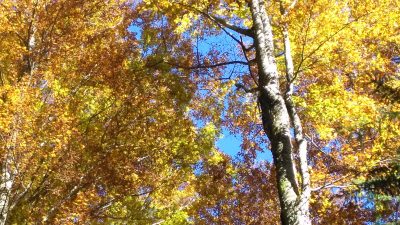 SETTEMBRE IN CANSIGLIO: FIERA E FESTIVAL DELLE FORESTE E MOLTO ALTRO