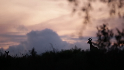 FORESTA DEL CANSIGLIO: UN SETTEMBRE DA SUPERSTAR