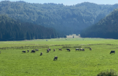 BIODIVERSITÀ, IN PIAN CANSIGLIO (BL) LA PRIMA CERTIFICAZIONE DI PRATI E PASCOLI IN ITALIA