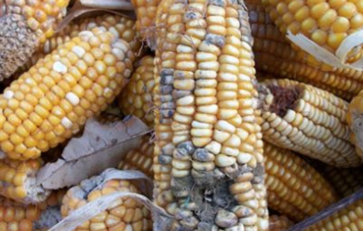 LE MICOTOSSINE DOMANI A “AGRICOLTURA 4.0: DIFENDIAMO LE COLTURE!”