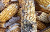 LE MICOTOSSINE DOMANI A “AGRICOLTURA 4.0: DIFENDIAMO LE COLTURE!”