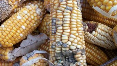 LE MICOTOSSINE DOMANI A “AGRICOLTURA 4.0: DIFENDIAMO LE COLTURE!”