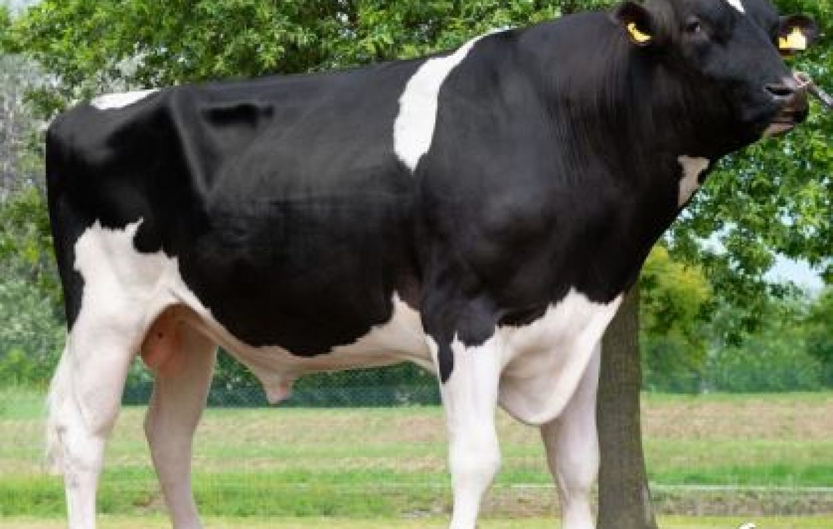 ZAIA: MIURA, UN ORGOGLIO VENETO. INTERMIZOO, AL VERTICE MONDIALE PER LA GENETICA ZOOTECNICA.
