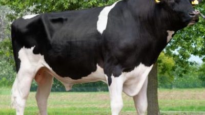 ZAIA: MIURA, UN ORGOGLIO VENETO. INTERMIZOO, AL VERTICE MONDIALE PER LA GENETICA ZOOTECNICA.