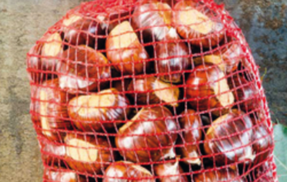 I MARRONI DI SAN ZENO DOP, FOCUS DI VENETO AGRICOLTURA